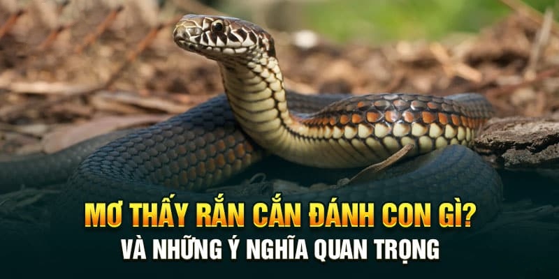 Mơ thấy rắn cắn đánh những con số gì?