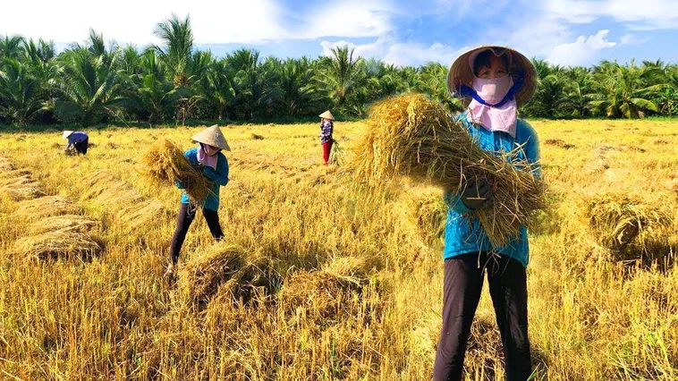 Mơ thấy gặt lúa nên đánh số nào để “mùa màng” bội thu?